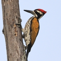 Sułtan białogrzbiety - White-naped Woodpecker