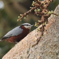 Kowalik kasztanowaty - Indian Nuthatch