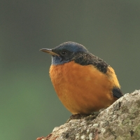 Nagórnik białoskrzydły - Blue-capped Rock-Thrush