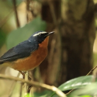 Słowik himalajski - Indian Blue Robin