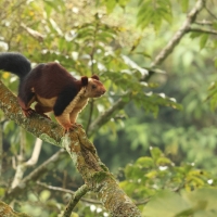 Wiewiórka dekańska