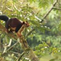 Wiewióra dekańska - Indian giant squirrel