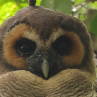 Puszczyk brunatny - Brown Wood Owl