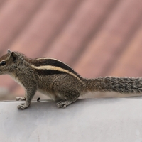 Pasecznik trójpręgi - Jungle palm squirrel