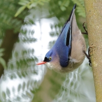 Kowalik krasnodzioby - Velvet-fronted Nuthatch