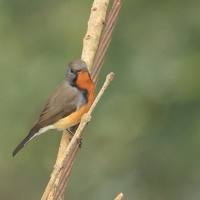 Muchołówka kaszmirska - Kashmir Flycatcher