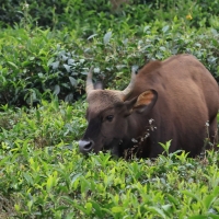 Gaur indyjski - Gaur