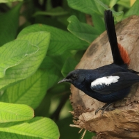 Opocznik - Indian Robin