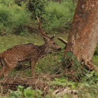 Aksis czytal - Chital