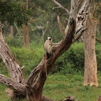 Hulman czarnołapy - Black-footed gray langur