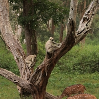 Hulman czarnołapy - Black-footed gray langur