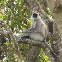 Hulman czarnołapy - Black-footed gray langur