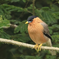 Szpak bramiński - Brahminy Starling