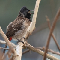 Bilbil czerwonoplamy - Red-vented Bulbul