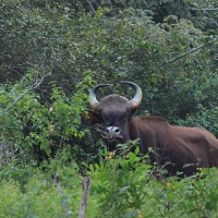 Gaur indyjski - Gaur