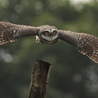 Pójdźka bramińska - Spotted Owlet