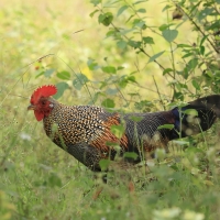 Kur siwy - Grey Junglefowl