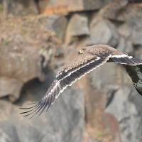 Orzeł stepowy - Steppe Eagle