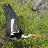 Dławigad indyjski - Painted Stork