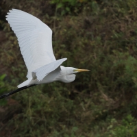 Czapla biała - Western Great Egret