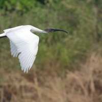 Ibis siwopióry - Black-headed Ibis
