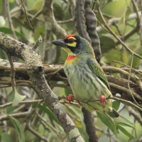 Pstrogłów żółtogardły - Coppersmith Barbet
