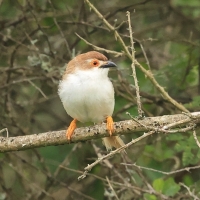Rdzawolotek białolicy - Yellow-eyed Babbler