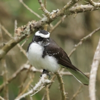 Wachlarzówka białobrewa - White-browed Fantail