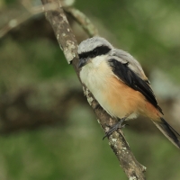 Dzierzba zmienna - Long-tailed Shrike