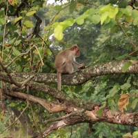 Makak czepkowy - Bonnet macaque