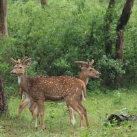 Aksis czytal - Chital