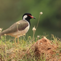 Czajka indyjska - Red-wattled Lapwing
