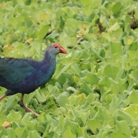 Modrzyk siwogłowy - Grey-headed Swamphen