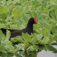 Kokoszka - Common Moorhen