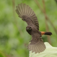 Kląskawka czarna - Pied Bush Chat