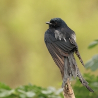 Dziwogon czarny - Black Drongo