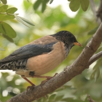 Pasterz - Rosy Starling