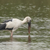 Kleszczak azjatycki - Asian Openbill