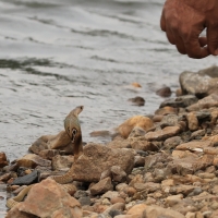 Kobra na chwilę przed wypuszczeniem 