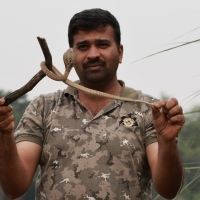 Kobra na chwilę przed wypuszczeniem 