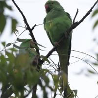 Aleksandretta obrożna - Rose-ringed Parakeet