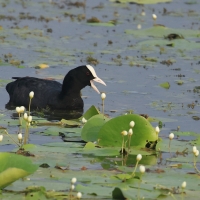 Łyska - Common Coot