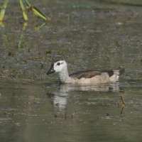 Kaczuszka azjatycka - Cotton Pygmy-goose