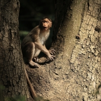 Makak czepkowy - Bonnet macaque