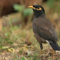 Majna brunatna - Common Myna