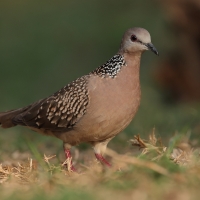 Synogarlica perłoszyja - Spotted Dove