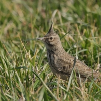Skowronek - Eurasian Skylark