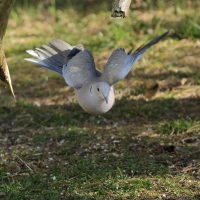 Sierpówka - Eurasian Collared Dove