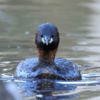 Perkozek - Little Grebe