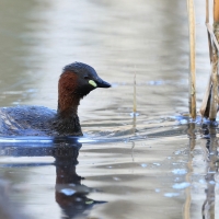 Perkozek - Little Grebe